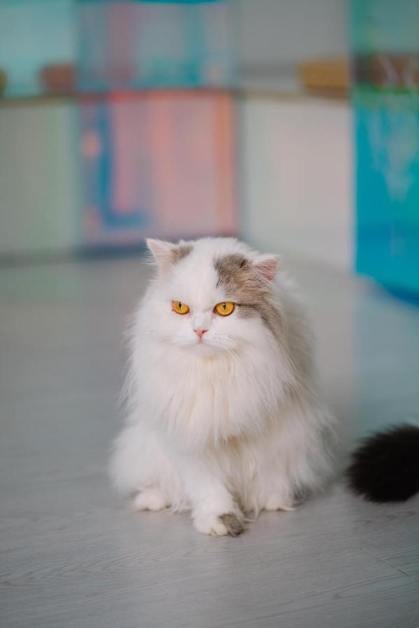 Meow Cafe & Hotel Patong المظهر الخارجي الصورة