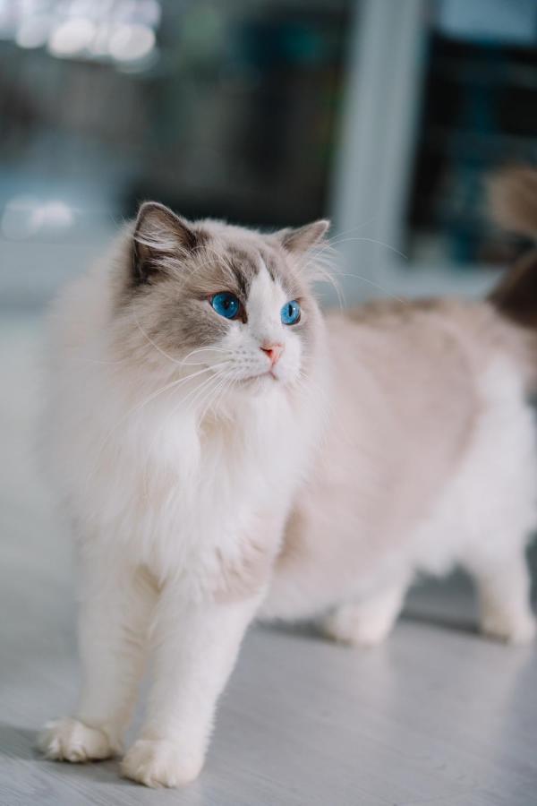Meow Cafe & Hotel Patong المظهر الخارجي الصورة